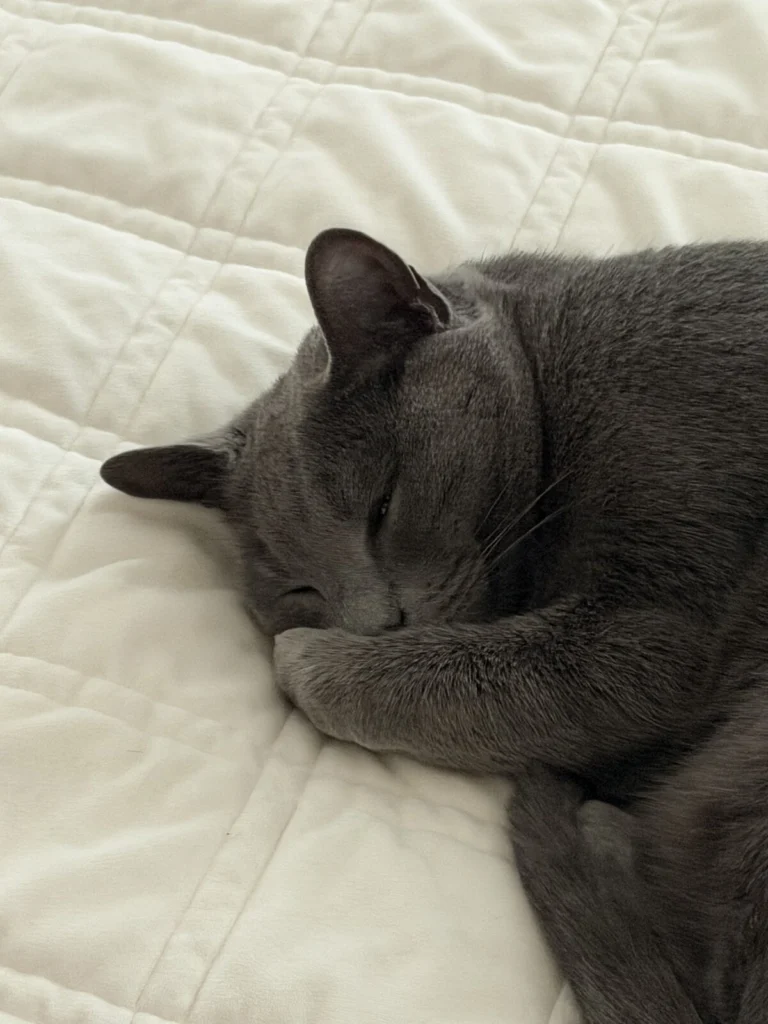 Tiki, lost cat, Russian blue mix