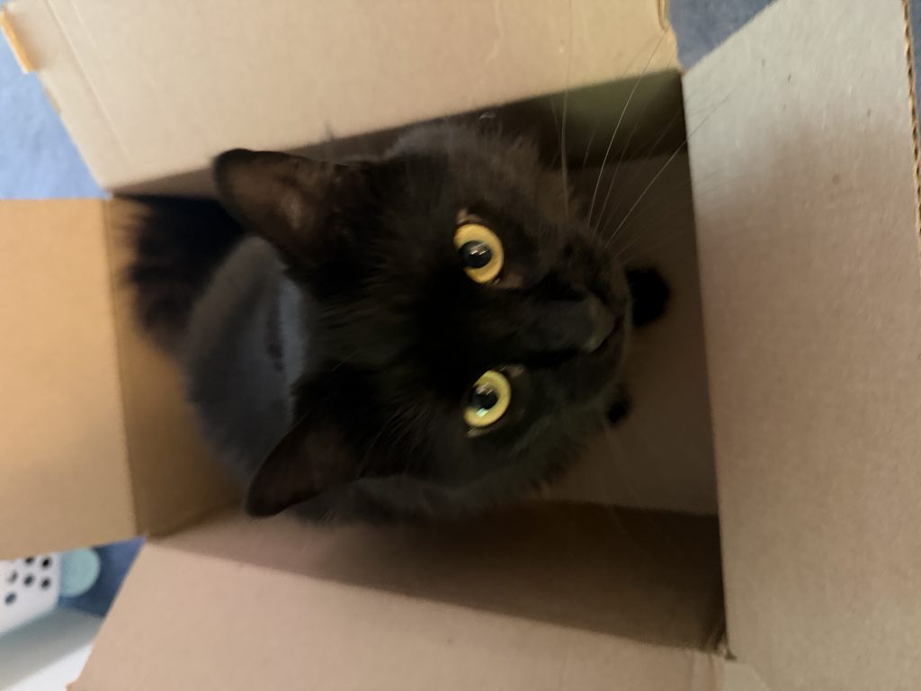 Cinder, lost cat, Long hair, domestic