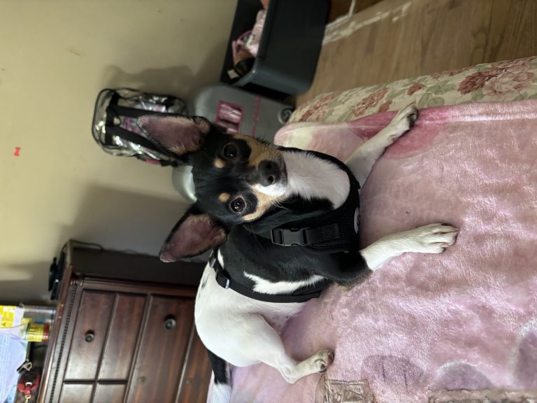 Summer, lost dog, Chihuahua