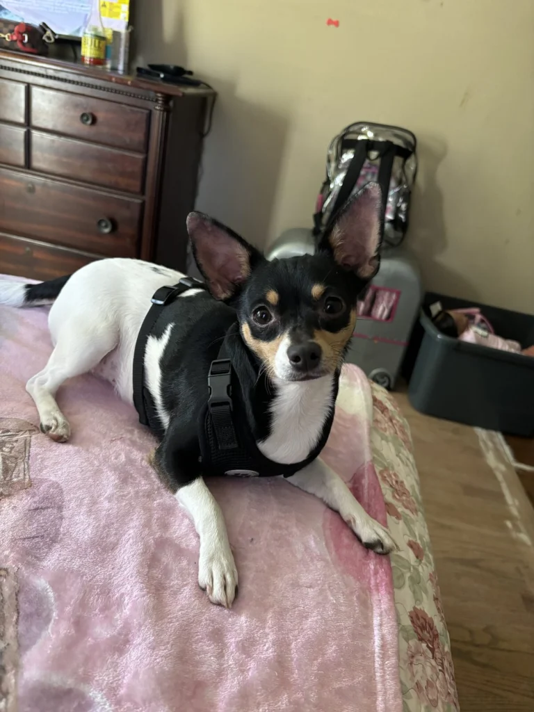 Summer, lost dog, Chihuahua