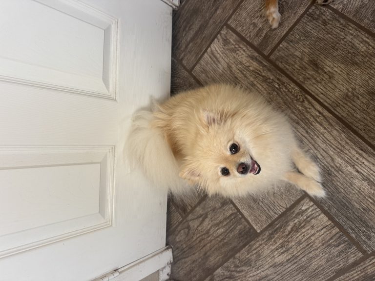 Chanel, lost dog, Pomeranian