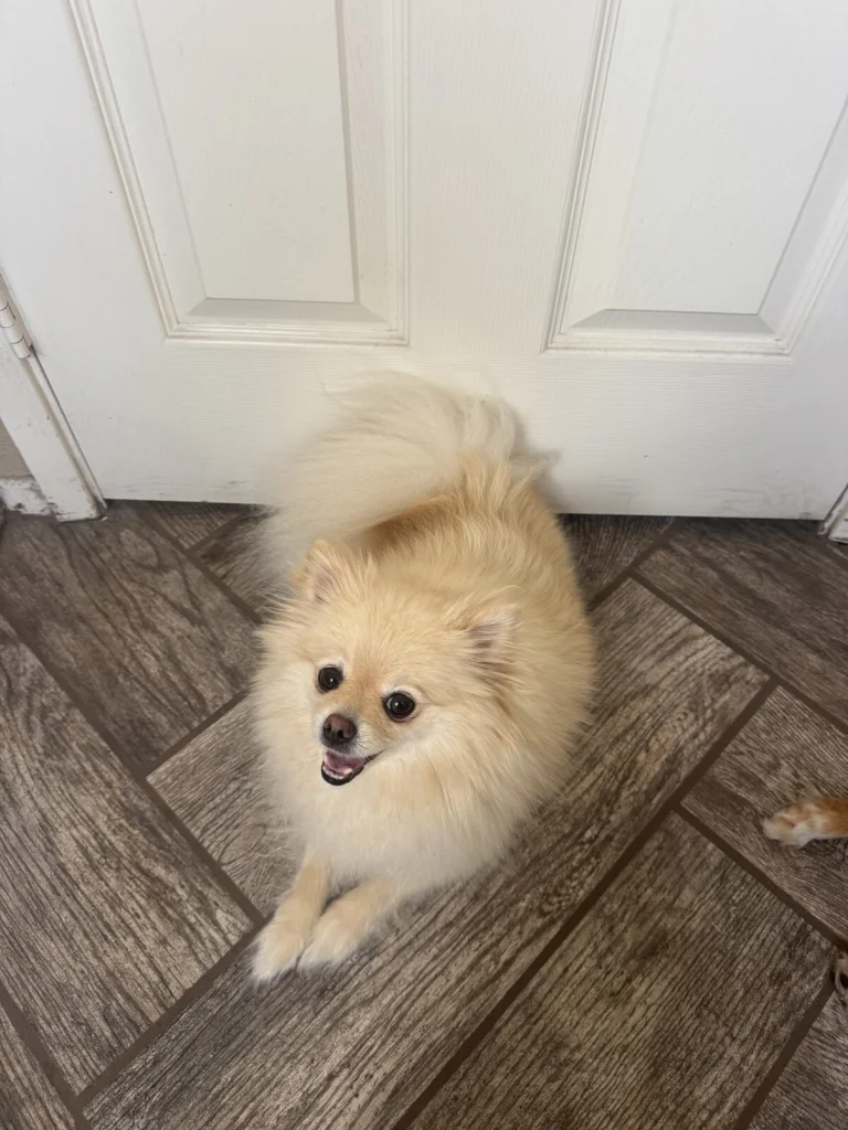 Chanel, lost dog, Pomeranian