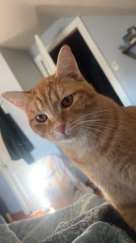 Blade, lost cat, Medium hair