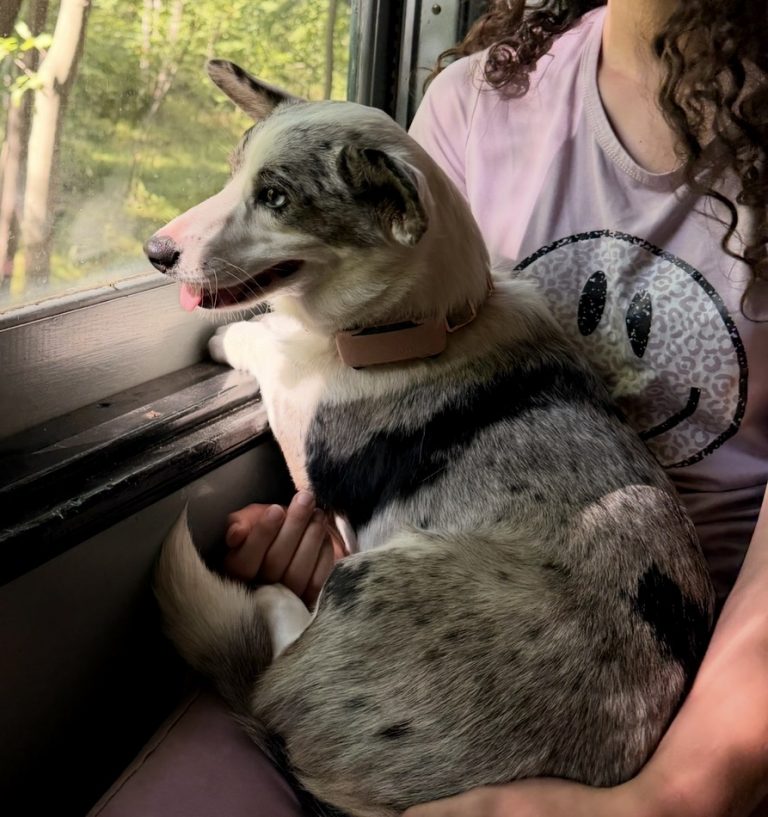 Clover, lost dog, Welch Corgi