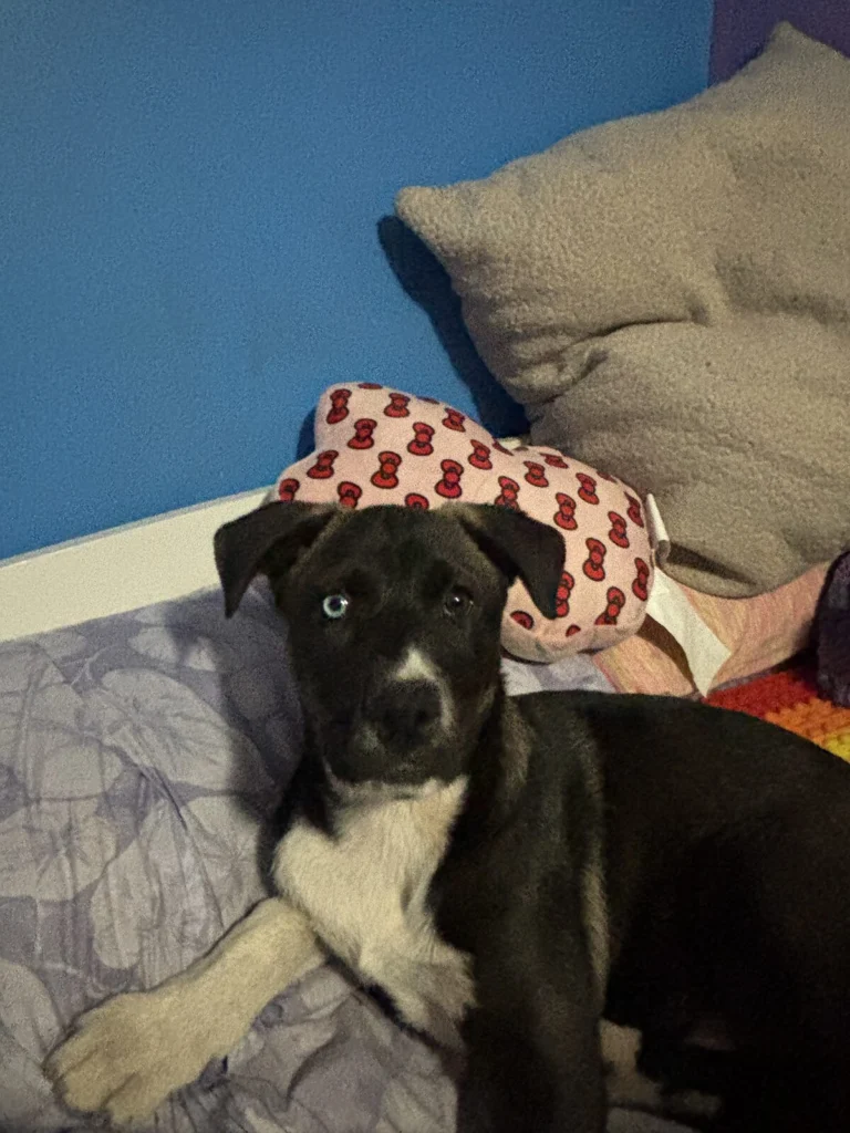 Botas, lost dog, American bully andhusky