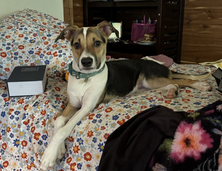 Rüger, lost dog, Fox terrier