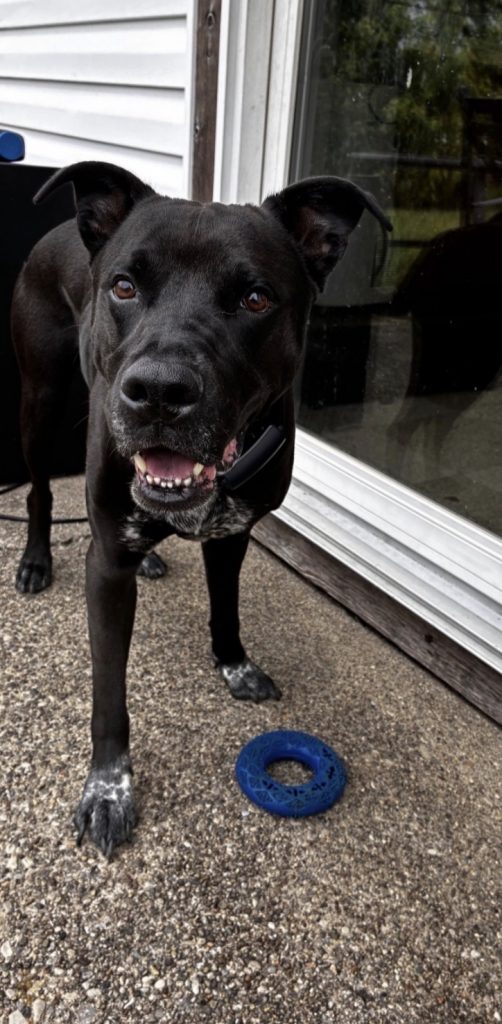 Cosmo, lost dog, Labrador