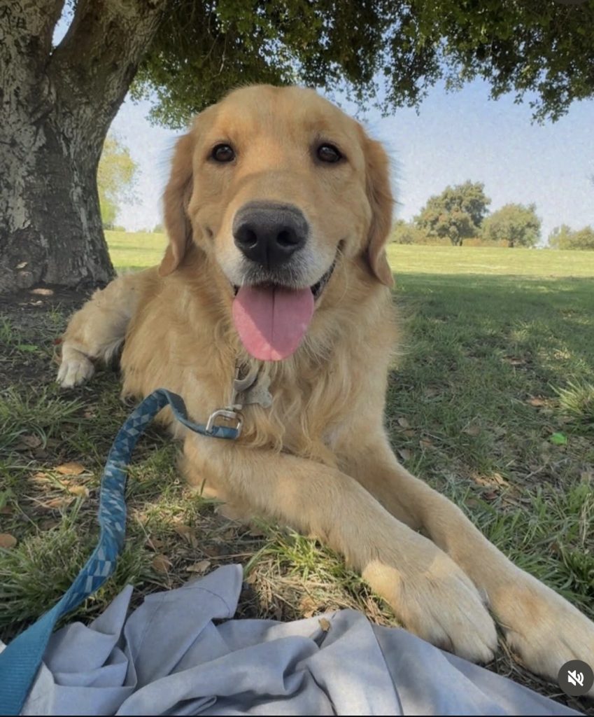 Brady, lost dog, Golden retriever