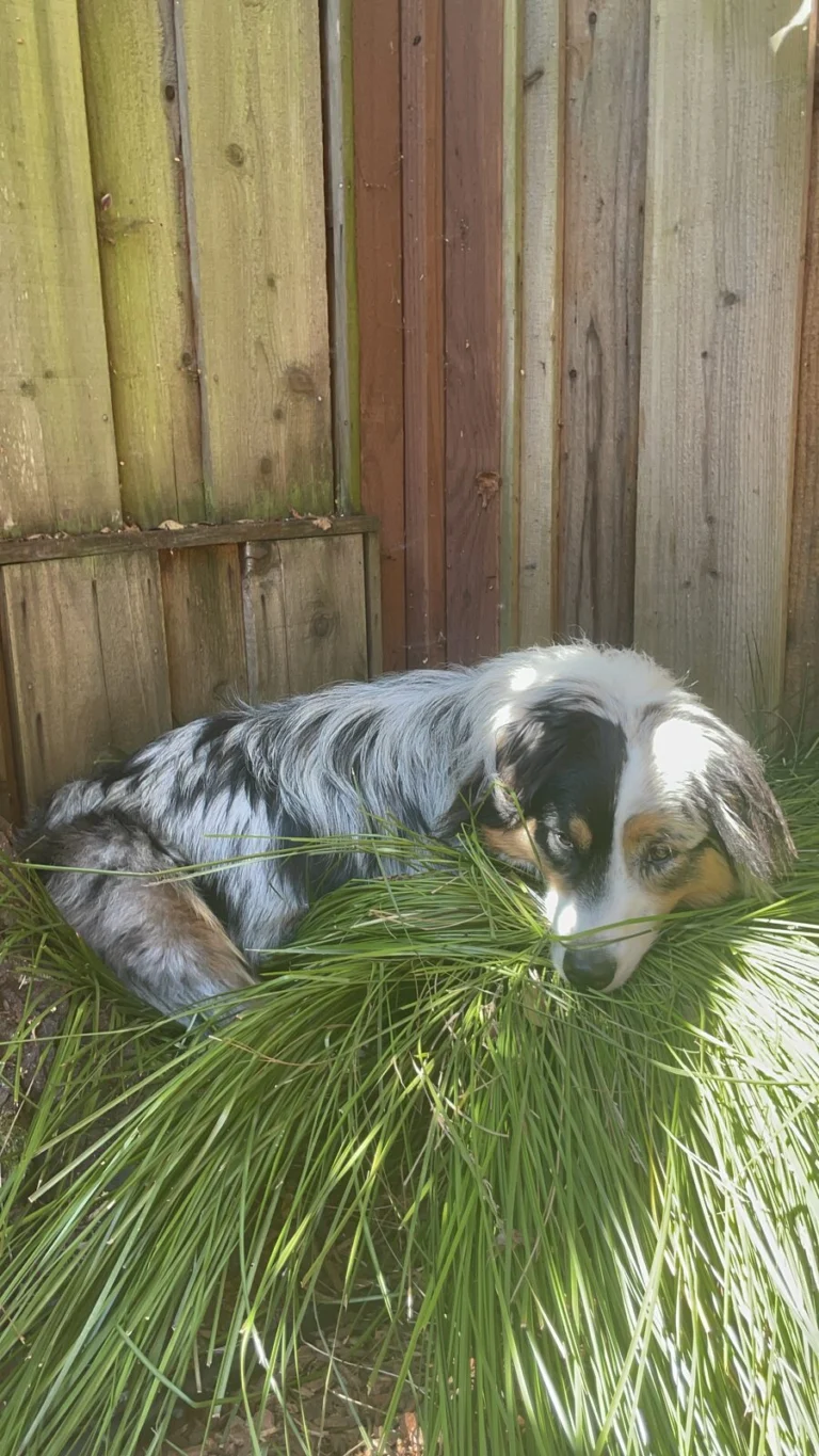 Rocky, lost dog, Aussie