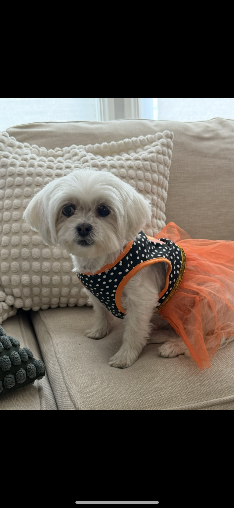 Luna, lost dog, Maltese