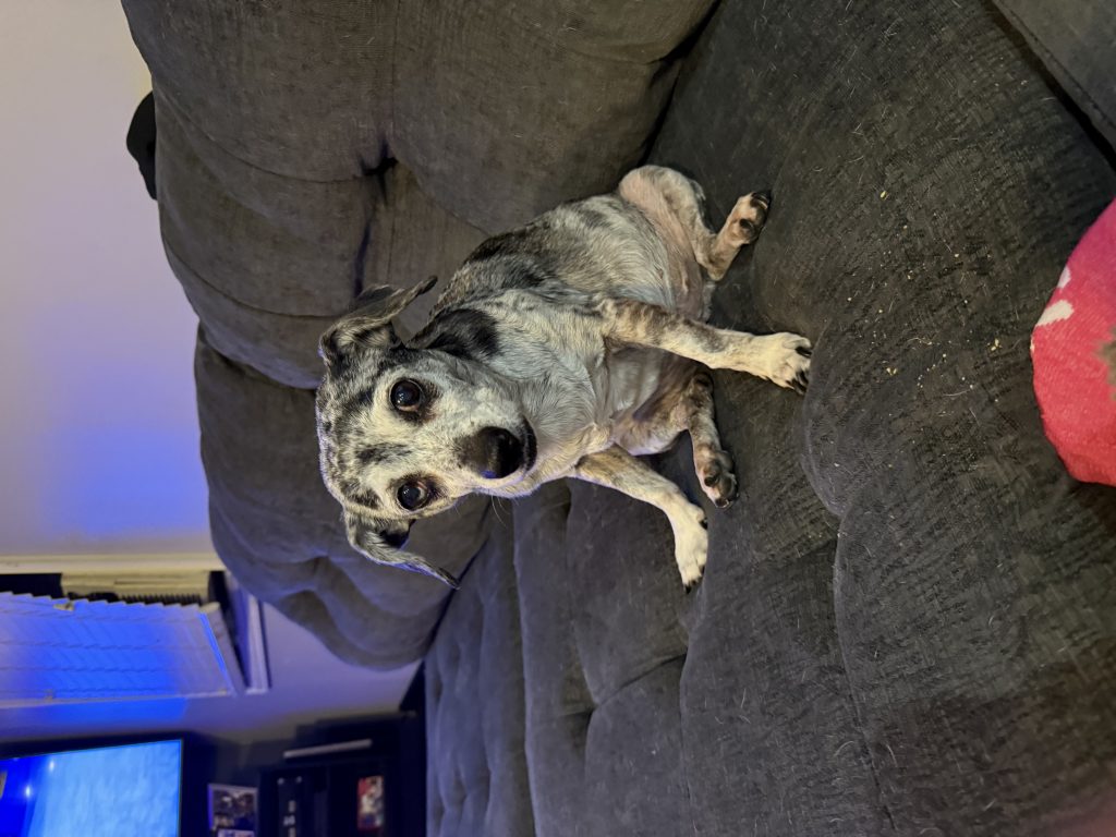 Lucy, lost dog, Unknown