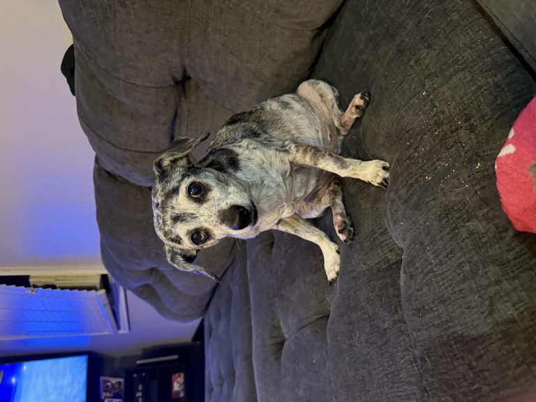 Lucy, lost dog, Unknown