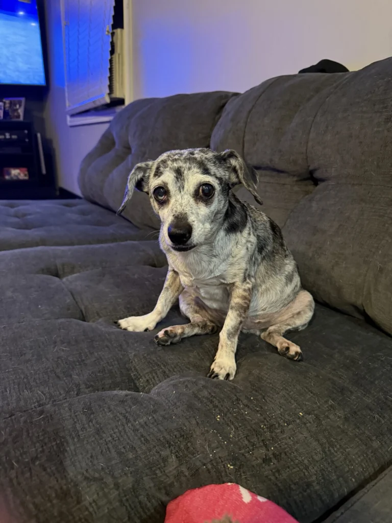 Lucy, lost dog, Unknown