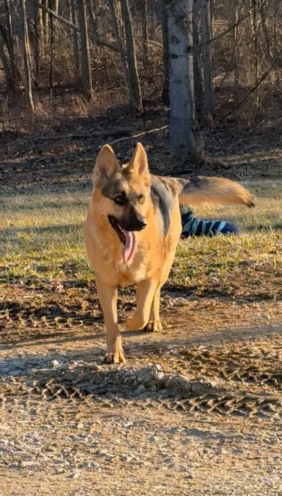 Niko, lost dog, German shepherd