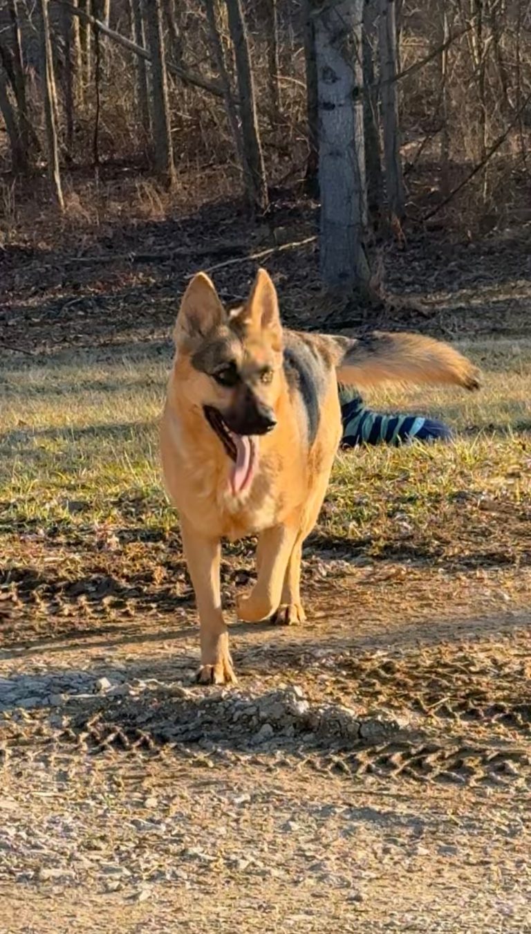 Niko, lost dog, German shepherd