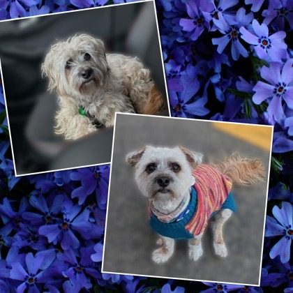 Ella, lost dog, Yorkipoo