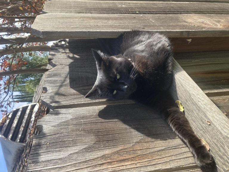 Allie, lost cat, Mixed