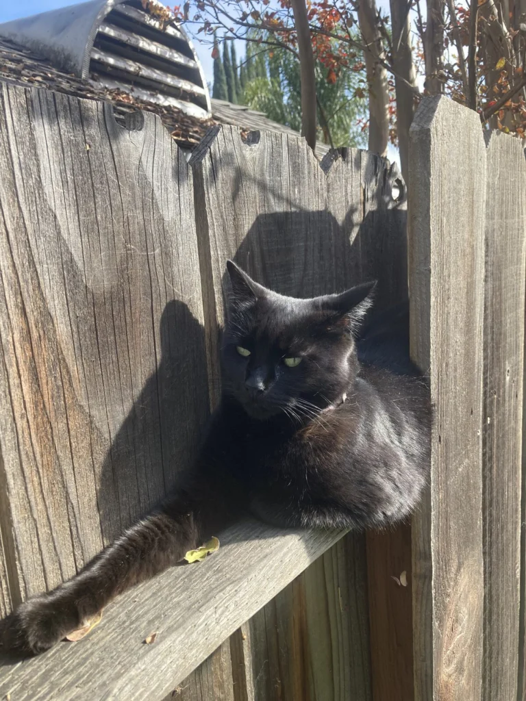 Allie, lost cat, Mixed