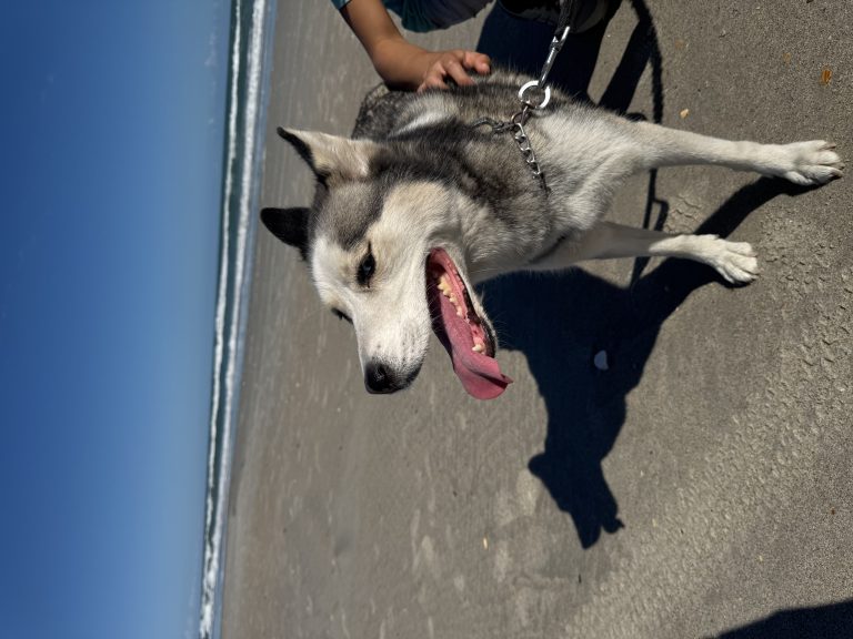 Revan, lost dog, Siberian Husky