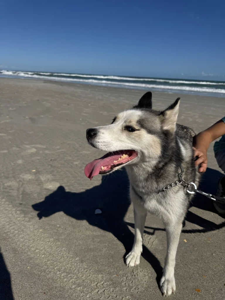 Revan, lost dog, Siberian Husky