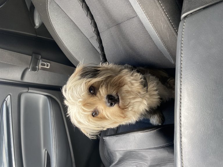 Dad’s, lost dog, Shit zu