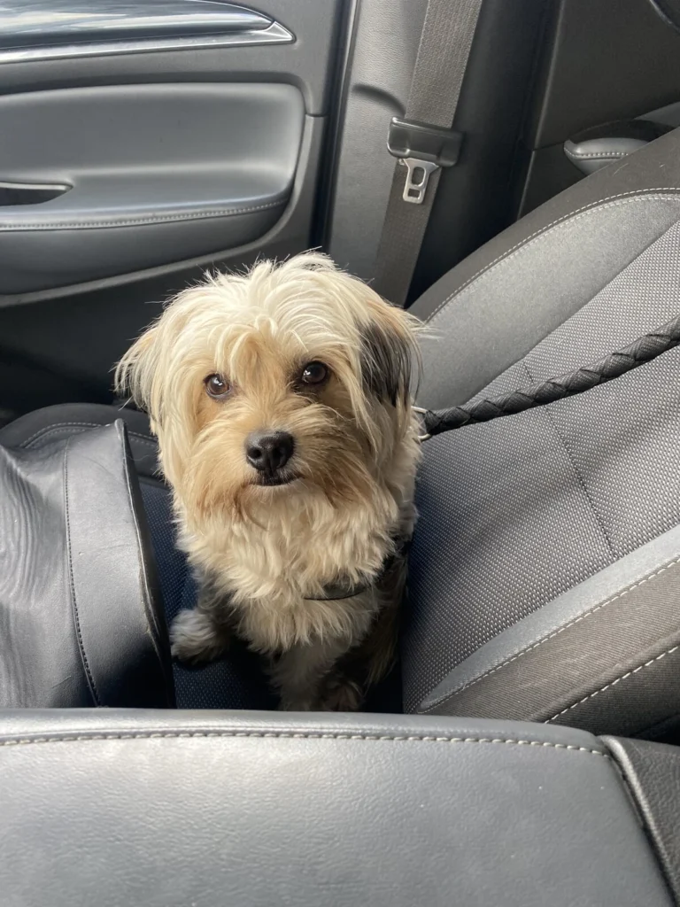 Dad’s, lost dog, Shit zu