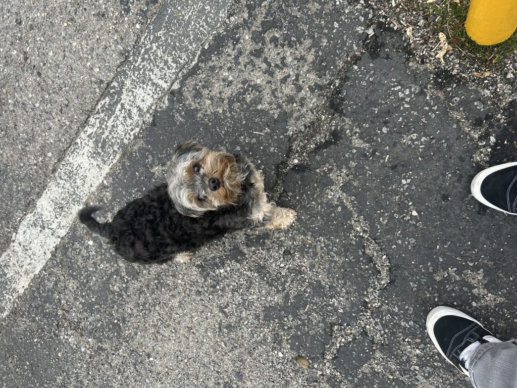 Max, lost dog, yorky/shitzu
