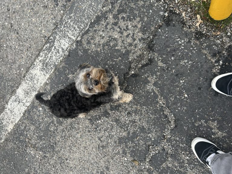 Max, lost dog, yorky/shitzu