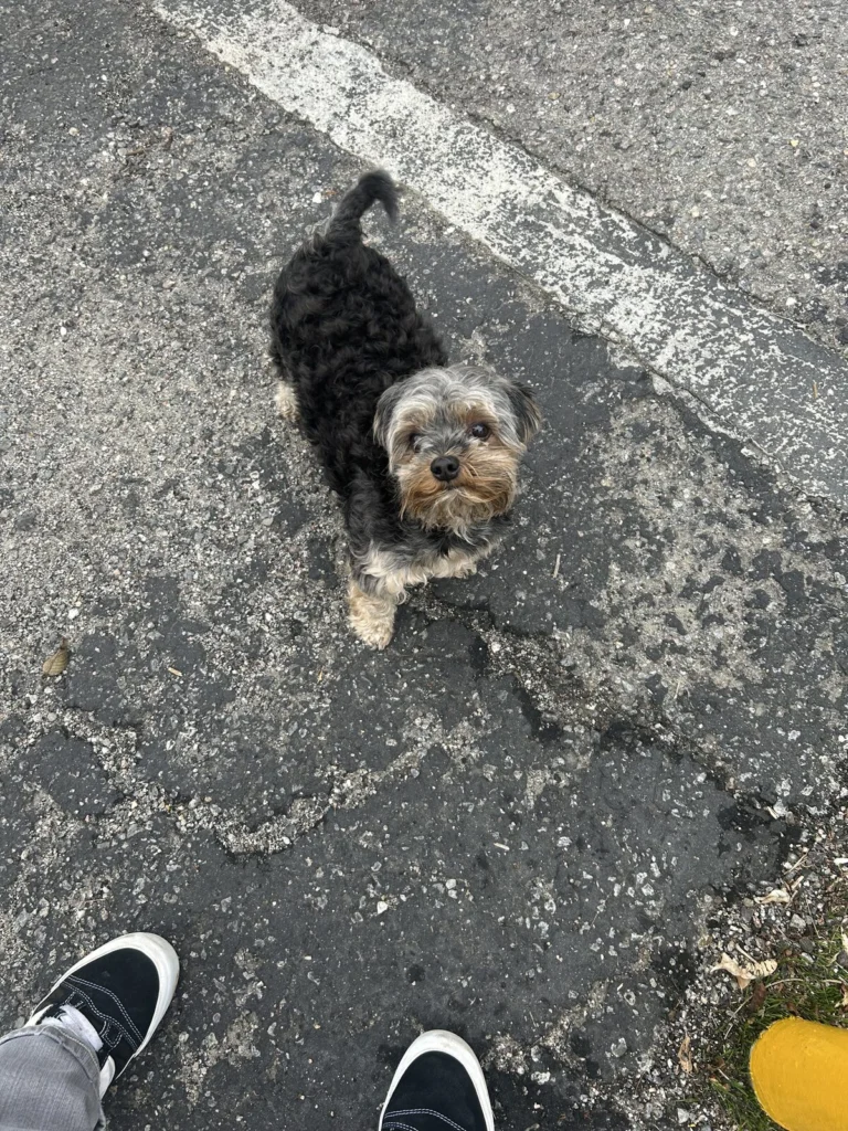 Max, lost dog, yorky/shitzu