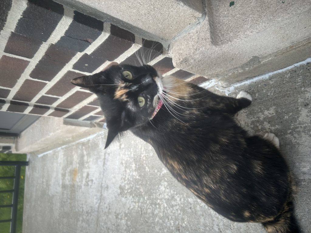 Calliw, lost cat, Domestic Shorthair