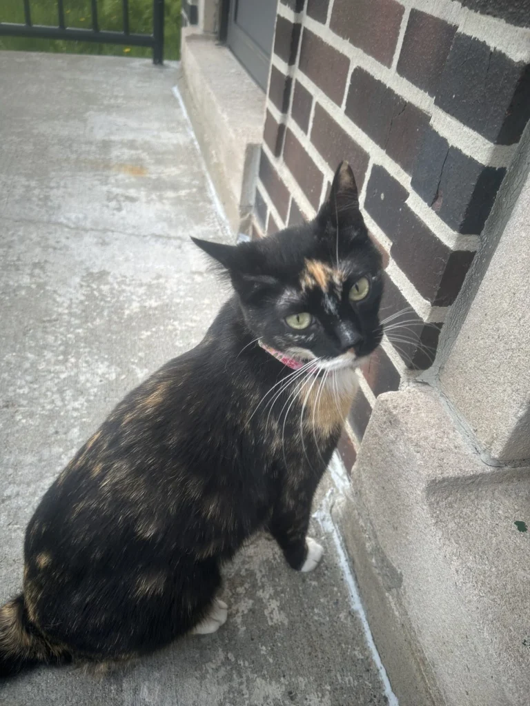 Calliw, lost cat, Domestic Shorthair