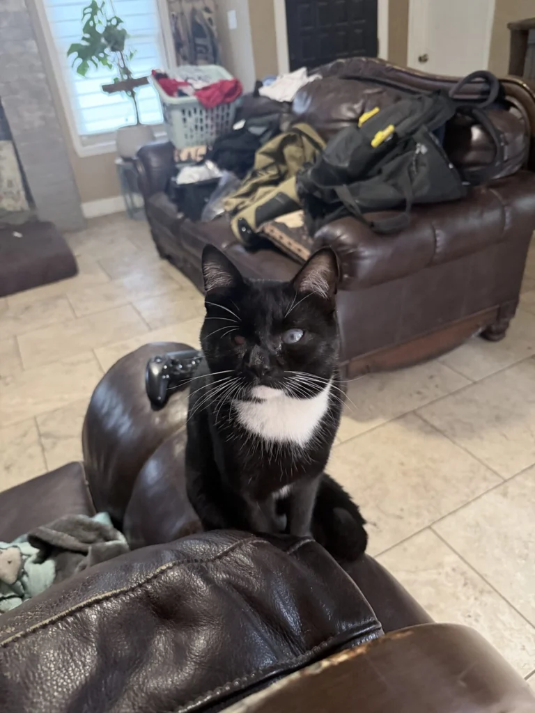 Ray Ray, lost cat, Short hair cat
