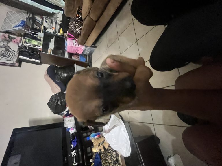 Man Man AKA Pawpaw Jr, lost dog, Chihuahua