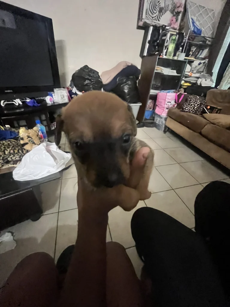 Man Man AKA Pawpaw Jr, lost dog, Chihuahua