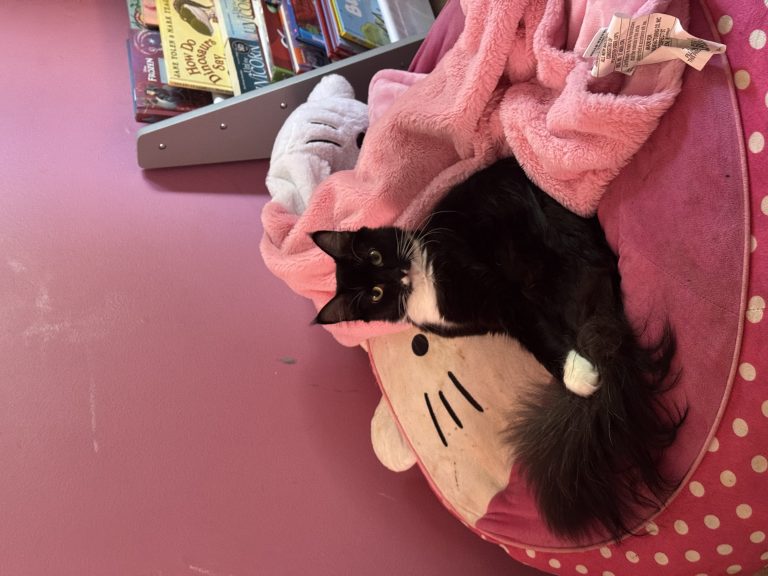 Figg, lost cat, Unknown