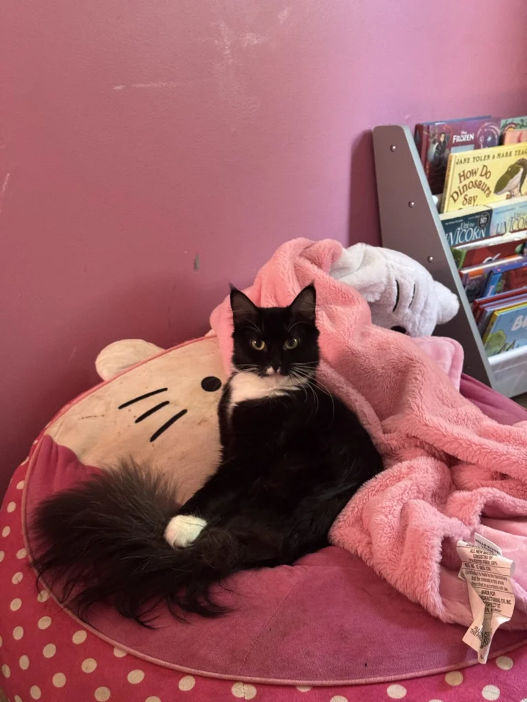 Figg, lost cat, Unknown