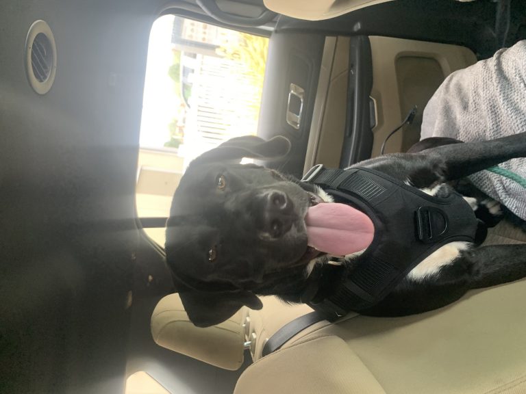 Loki, lost dog, Lab Pit mix