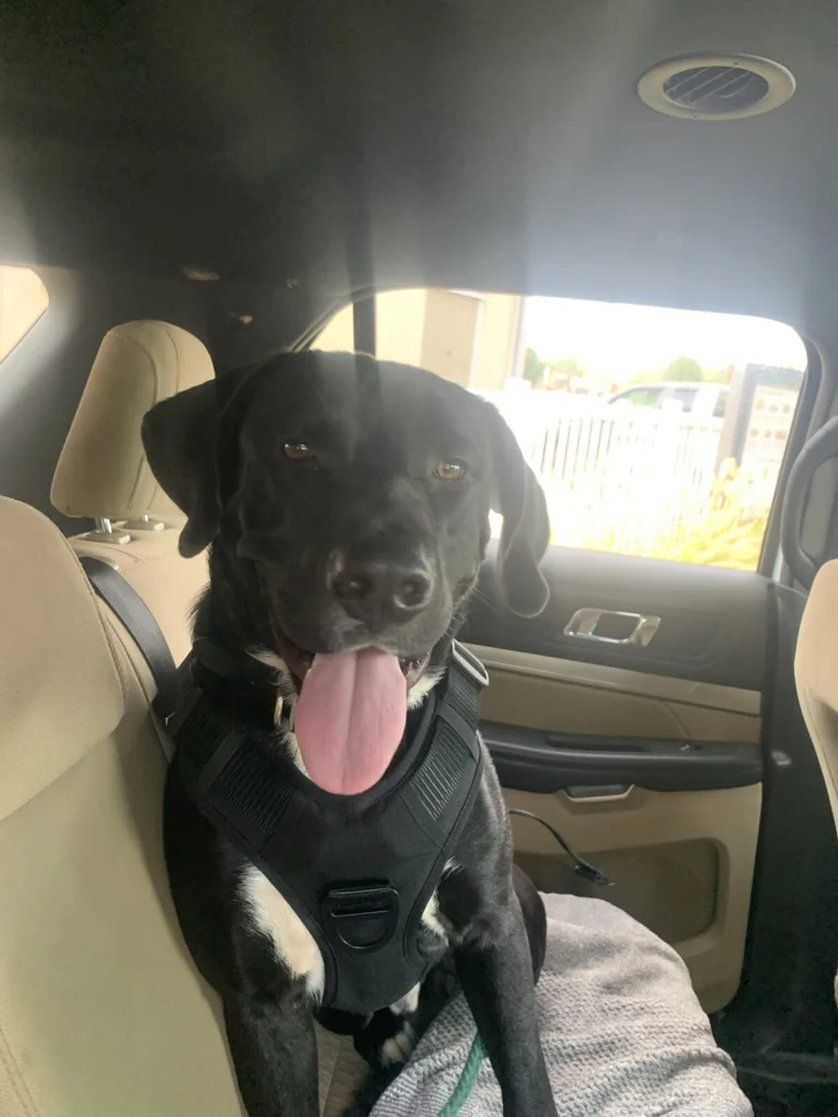 Loki, lost dog, Lab Pit mix