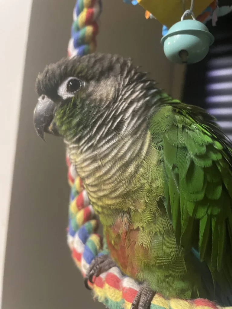 Yoshi, lost bird, Green cheek conure