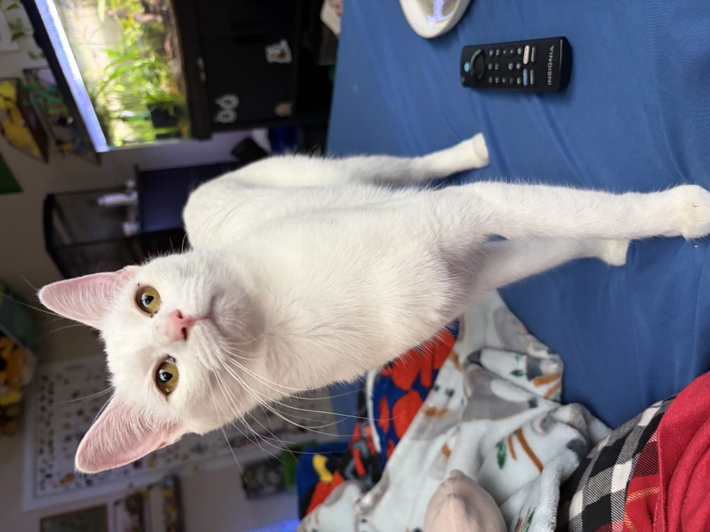 White Kitty, lost cat, Domestic Shorthair
