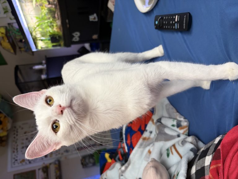 White Kitty, lost cat, Domestic Shorthair