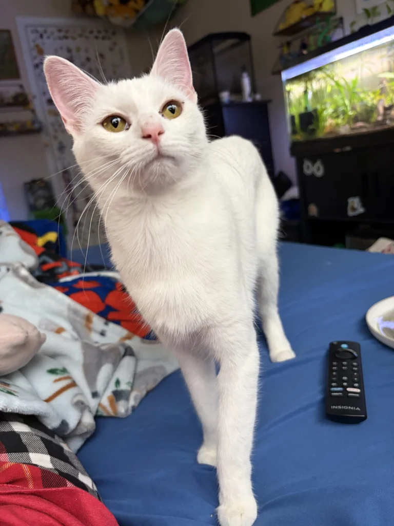 White Kitty, lost cat, Domestic Shorthair