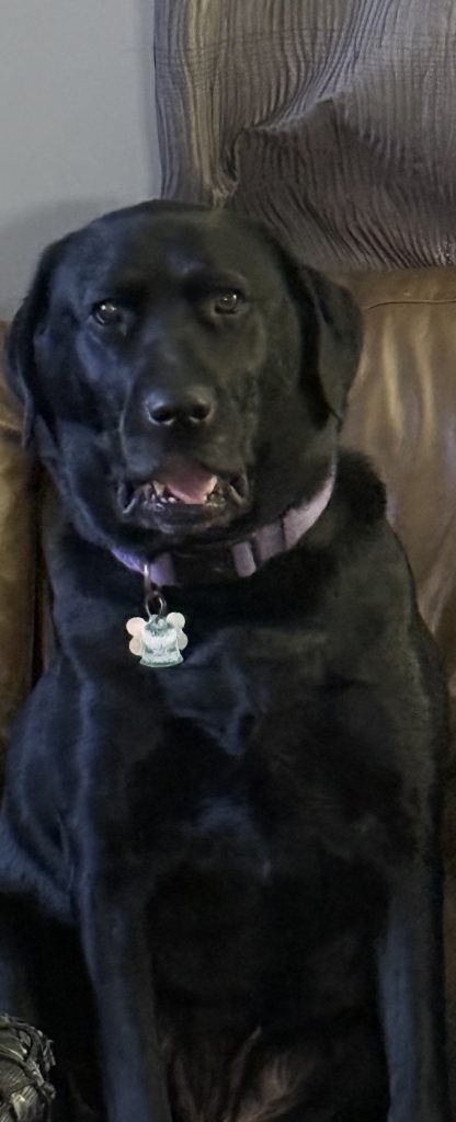 Mazzie, lost dog, Lab