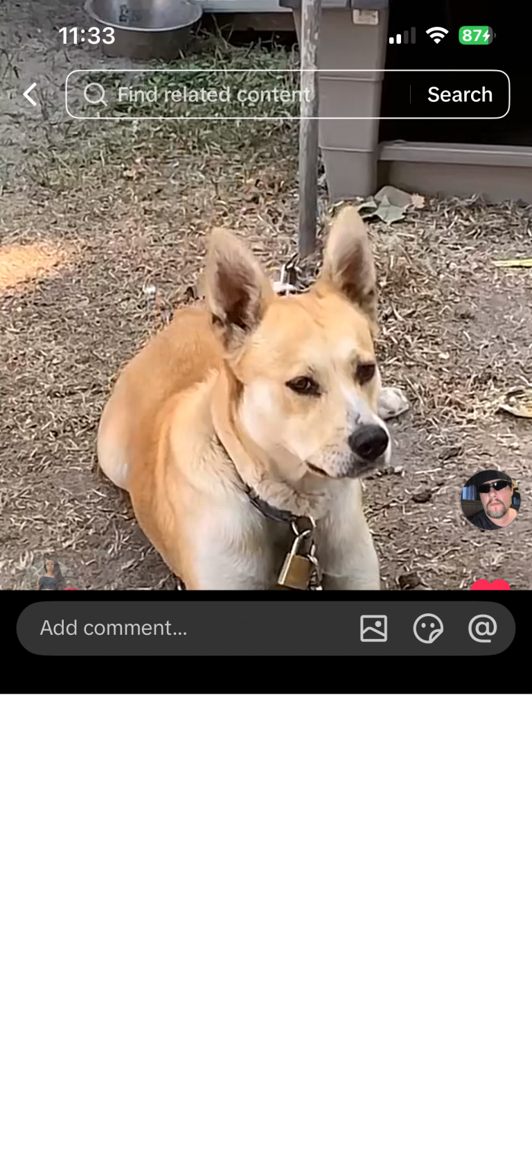 Princess, lost dog, Mixed