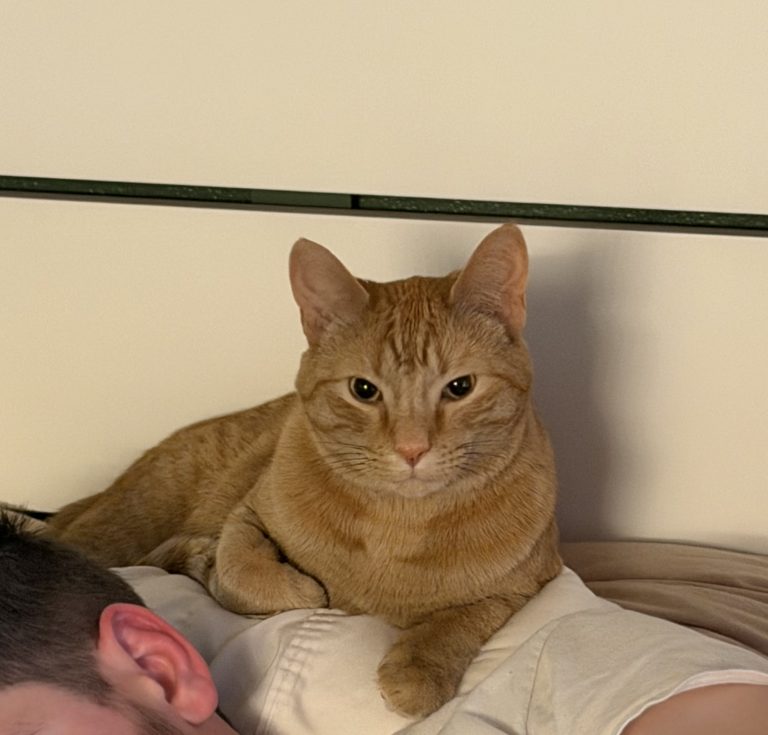 Donkey, lost cat, American Shorthair