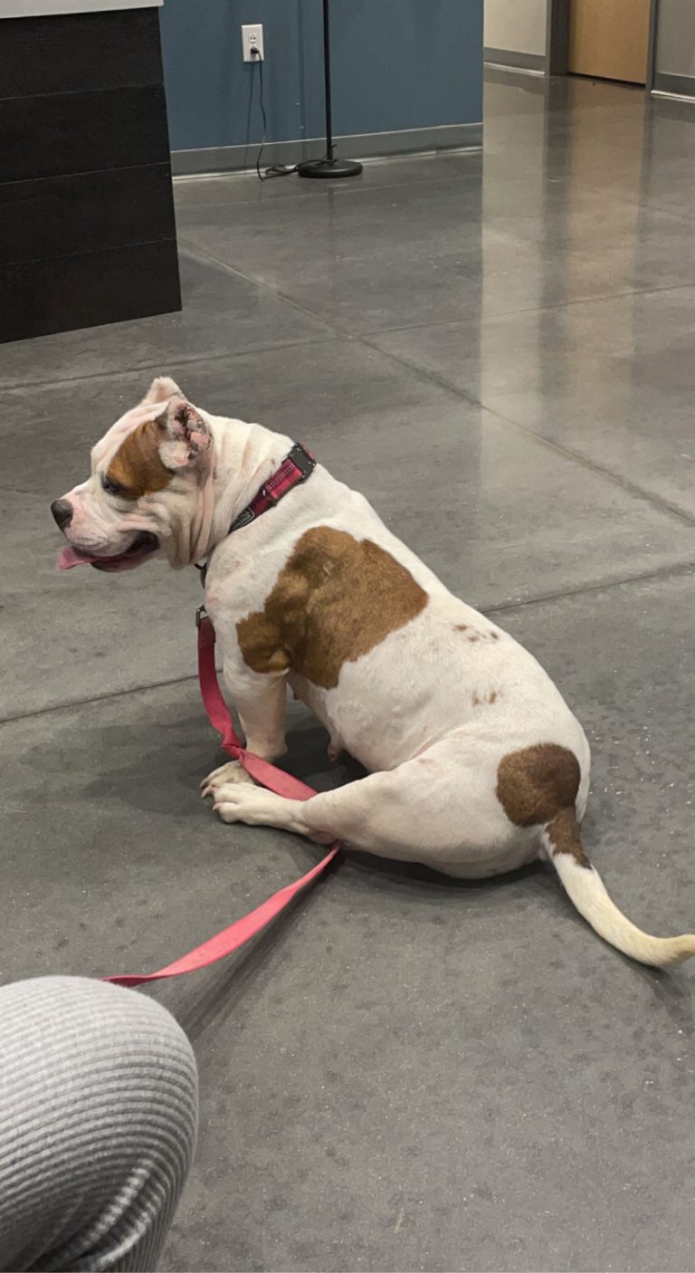 Sugar, lost dog, Bully