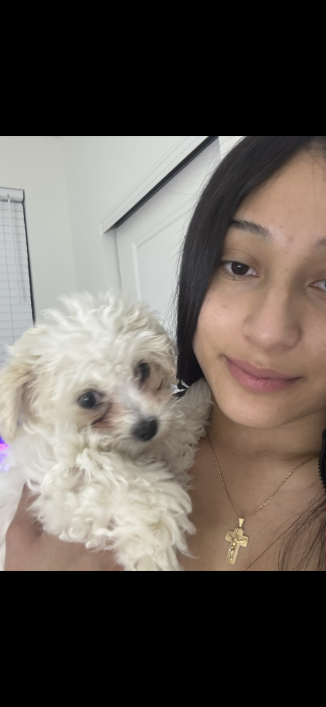 Perlita, lost dog, Poodle Shit-zu Mix