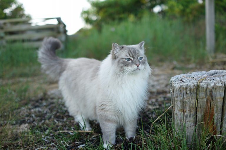 Bean, lost cat, Ragdoll