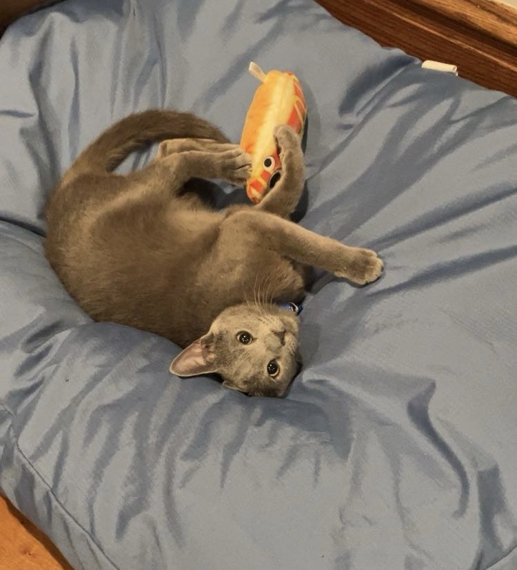 Ash, lost cat, Domestic shorthair