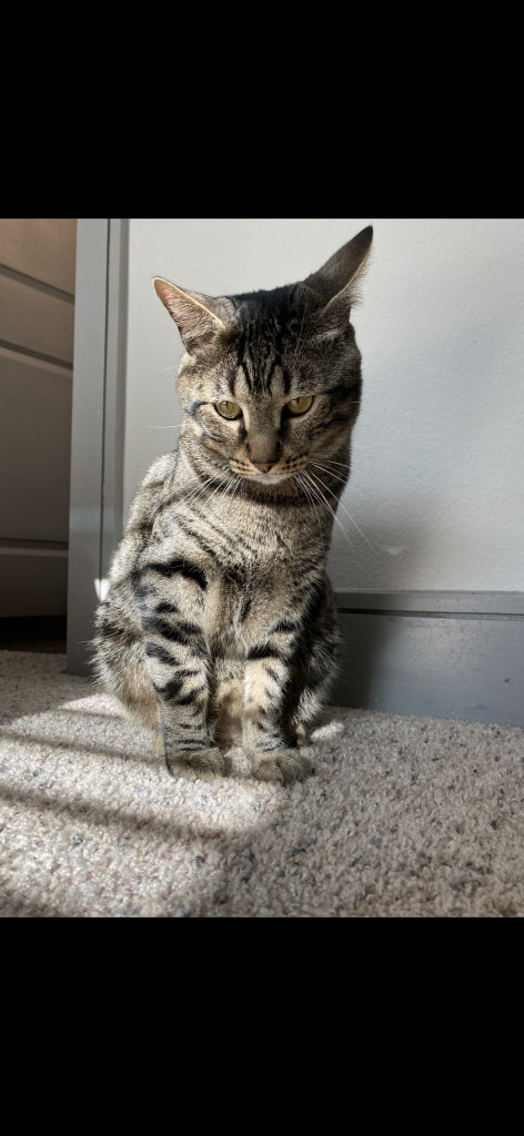 Blue, lost cat, Gray tabby cat (striped)